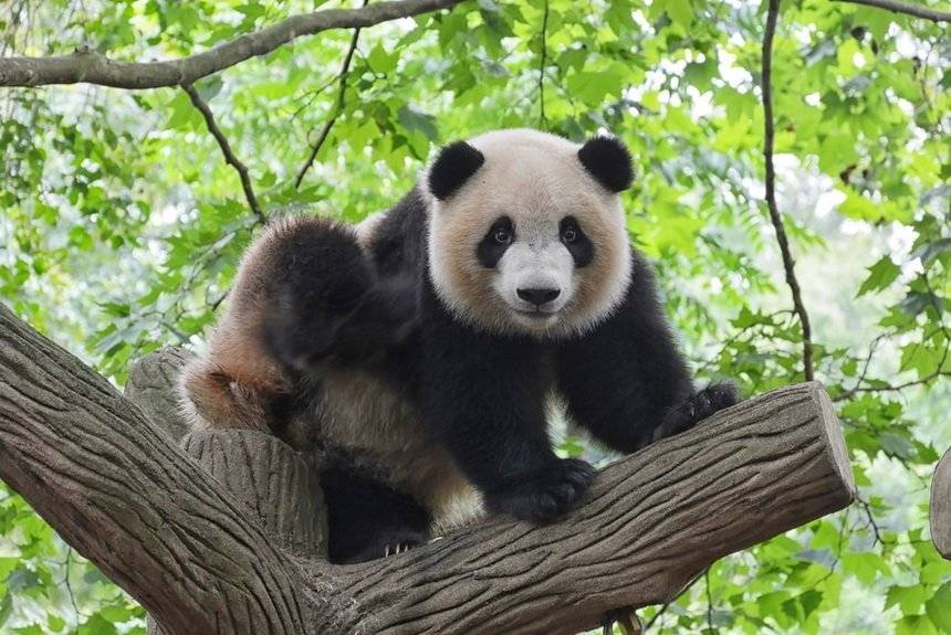 Наблюдаем за животными онлайн: где посмотреть, как веселятся панды и вьют гнездо аисты - miridei.com - Канада - Китай - Австралия