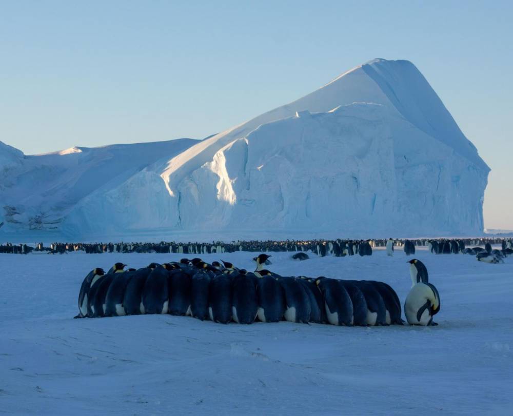 Подробная инструкция: как попасть в полярную экспедицию в Антарктиду - bigpicture.ru - Антарктида