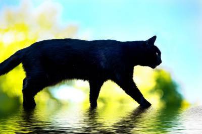Что делать, если черная кошка перешла вам дорожку? Истоки суеверия - shkolazhizni.ru - Египет