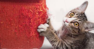 6 действенных способов отучить кота от вредной привычки точить когти о мебель - novate.ru