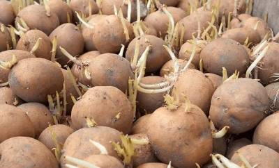 Как хранить картофель в погребе, чтобы он не прорастал весной? Полезный лайфхак - nashsovetik.ru