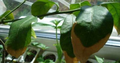Что делать, если у комнатных растений зимой сохнут кончики листьев - novate.ru