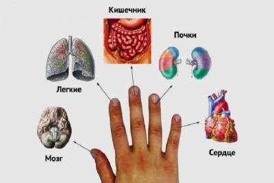 Каждый палец связан с двумя органами: японский метод лечения за 5 минут! - liveinternet.ru