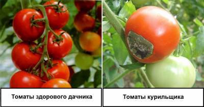Чем нужно обработать по осени грядки, чтобы в будущем году защитить помидоры и огурцы от заразы - novate.ru