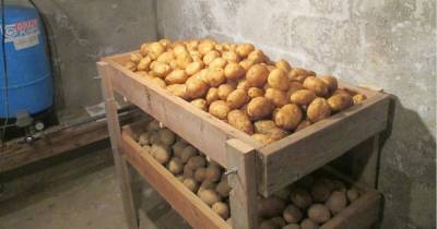 5 ошибок хранения, из-за которых запасы картофеля быстро портятся - novate.ru
