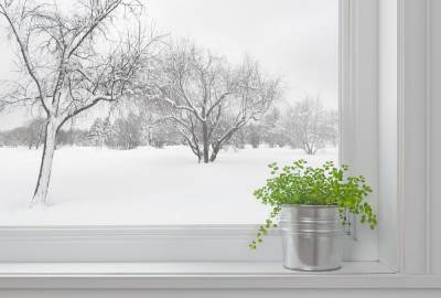 Как перевозить комнатные растения зимой? - shkolazhizni.ru