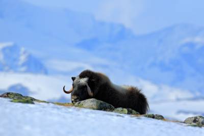 Как зимуют животные в экстремальных условиях? - shkolazhizni.ru - Россия - Канада - штат Аляска - Гренландия