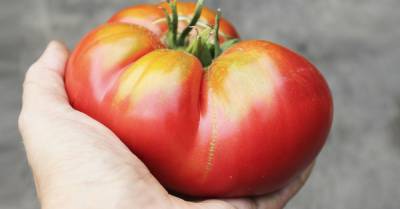 Можно ли есть безвкусные помидоры из супермаркета или лучше всё-таки выбросить - takprosto.cc - Китай
