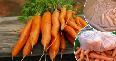 Чтобы была как с огорода: как сохранить морковку на зиму - novate.ru