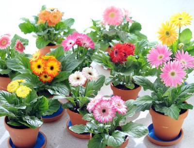 ​Растения-пылесосы и растения-фильтры - polsov.com