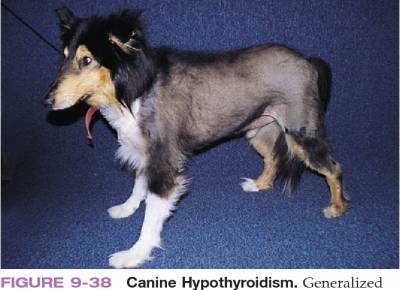 Как вовремя заметить гипертиреоз у собак и избежать проблем со здоровьем питомца - polsov.com