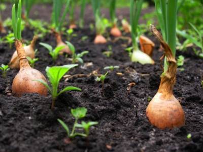 10 хитростей и тонкостей успешного выращивания лука - polsov.com
