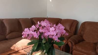 Полив орхидей для буйного цветения: несколько важных хитростей - cpykami.ru