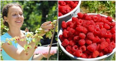 6 нехитрых правил, как сделать малинник плодоносящим и собирать ягоды ведрами - novate.ru