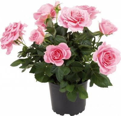 ​Как правильно пересадить миниатюрную розу после покупки - polsov.com