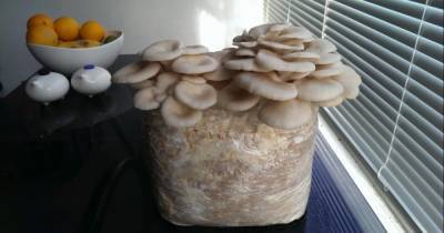 Как в домашних условиях вырастить грибы и собрать хороший урожай - novate.ru