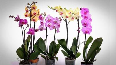 Любителям орхидей — секреты их выращивания - liveinternet.ru