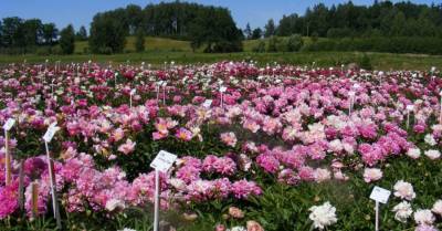 ФОТО. Семь мест в Латвии, в которых можно полюбоваться на цветущие пионы - rus.delfi.lv - Латвия