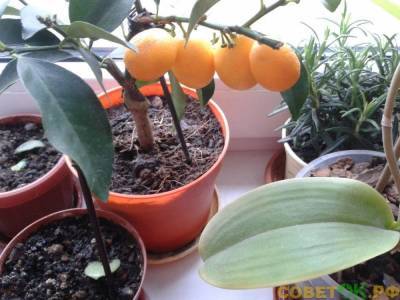 Кумкват: выращивание для домашней оранжереи - sovetok.ru - Китай