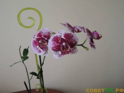 Как размножить орхидею в домашних условиях - sovetok.ru