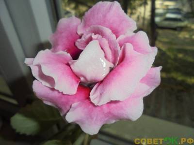 Выращивание глоксинии Pink Pleasure - sovetok.ru