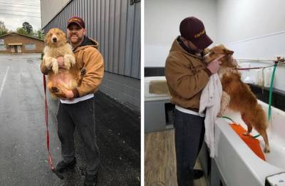 Собака, которую не могли найти два месяца, наконец воссоединилась со своей семьей - flytothesky.ru - Сша