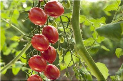 5 маленьких секретов выращивания вкусных томатов - polsov.com