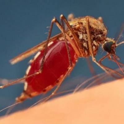 ​Надежная защита от комаров - polsov.com