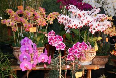 Пошаговая инструкция по пересадке фаленопсиса (орхидеи) для бурного и продолжительного цветения - polsov.com