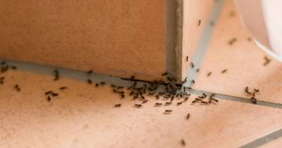 Как прогнать рыжих муравьев из сада и дома: действенные народные методы - novate.ru - Россия
