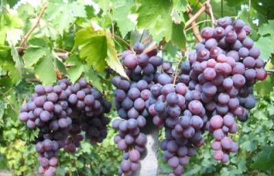Король вашего виноградника – «Кардинал» - epochtimes.com.ua