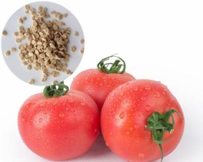 Как выбрать семена помидоров - epochtimes.com.ua