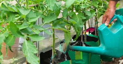 Универсальная подкормка, которая подарит хороший урожай томатов - cpykami.ru
