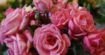 ФОТО: Королевские розы в Латвийском музее природы - rus.delfi.lv - Латвия