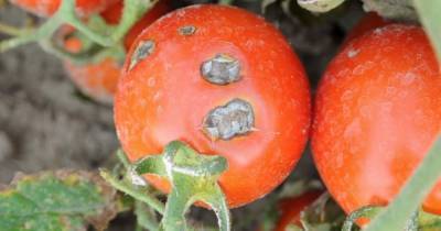Как защитить томаты от фитофтороза в середине лета - novate.ru
