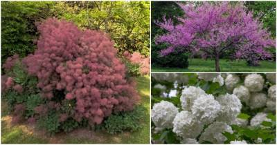 15 цветущих деревьев и кустарников, которые поразят своей красотой - cpykami.ru