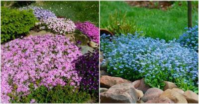 Эти удивительные растения помогут создать живой яркий коврик в саду - cpykami.ru