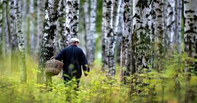6 вещей, которые запрещено делать, заблудившись в лесу - novate.ru
