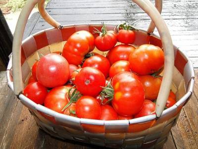 Как получить хороший урожай помидоров в теплице и открытом грунте? 5 важных правил - nashsovetik.ru
