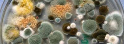 Как бороться с плесенью дома - epochtimes.com.ua