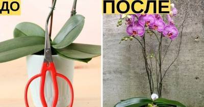 Ваша любимая орхидея будет цвести весь год! 7 важных советов - cpykami.ru