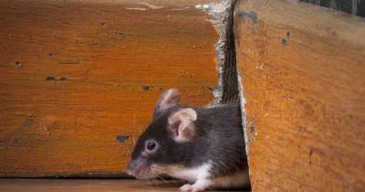 Как вывести неприятный запах дохлой мыши, если проветривание не помогает - novate.ru