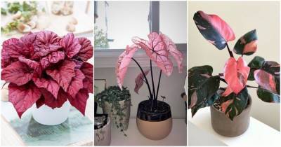 20 симпатичных розовых комнатных растения - cpykami.ru