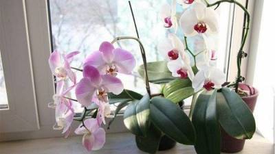 Как ухаживать за орхидеями в горшке - 1001sovet.com