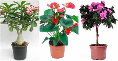 Красота и опасность в одном растении: с этими цветами следует быть осторожным - cpykami.ru