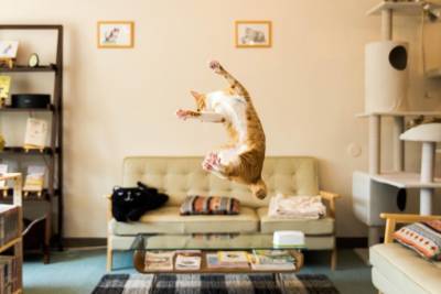​Каковы главные обязанности кота по дому - polsov.com