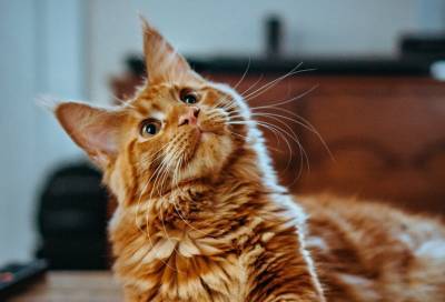 Тест: Насколько хорошо вы разбираетесь в породах котиков? - flytothesky.ru