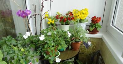 11 холодоустойчивых растений, которые можно выращивать на балконе до заморозков - novate.ru