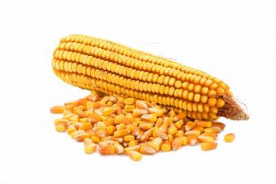 Выбор гибридов подсолнечника и кукурузы для выращивания на украинских полях - epochtimes.com.ua