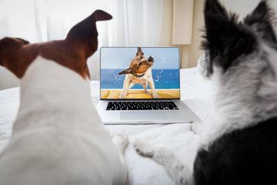 Что видят собаки, когда смотрят телевизор? - shkolazhizni.ru